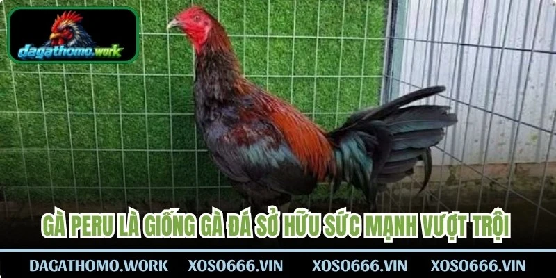 Gà Peru là giống gà đá sở hữu sức mạnh vượt trội và tốc độ khủng