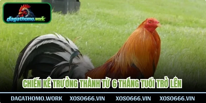 Chiến kê trưởng thành từ 6 tháng tuổi trở lên có giá trị cực kỳ cao