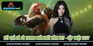 Kết Quả Đá Gà Thomo