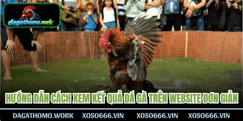 Hướng dẫn cách xem kết quả đá gà trên website đơn giản, chi tiết