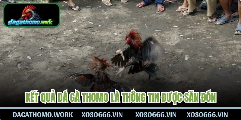 Kết quả đá gà Thomo là thông tin được hàng triệu sư kê săn đón