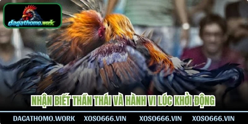 Nhận biết thần thái và hành vi lúc khởi động của tất cả chiến kê