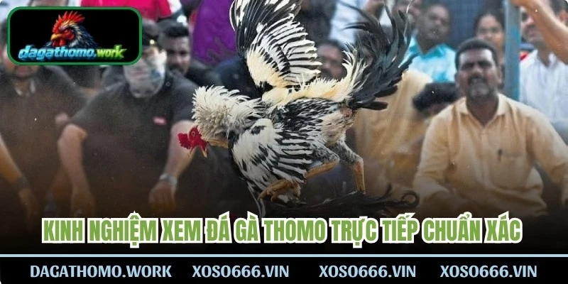 Kinh nghiệm xem đá gà Thomo trực tiếp chuẩn xác cho mọi sư kê