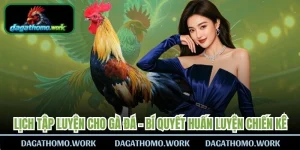 Lịch Tập Luyện Cho Gà Đá