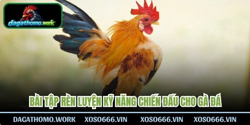 Bài tập rèn luyện kỹ năng chiến đấu cho gà đá 