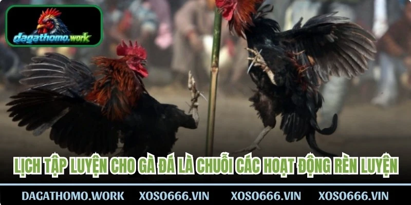 Lịch tập luyện cho gà đá là chuỗi các hoạt động rèn luyện