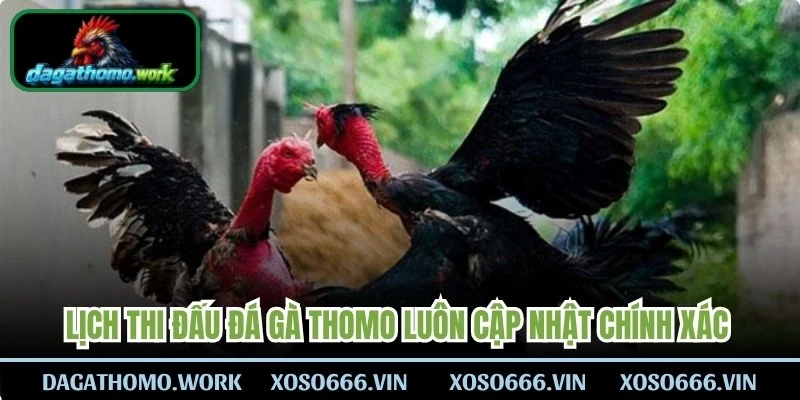 Lịch thi đấu đá gà Thomo luôn cập nhật chính xác từng phút
