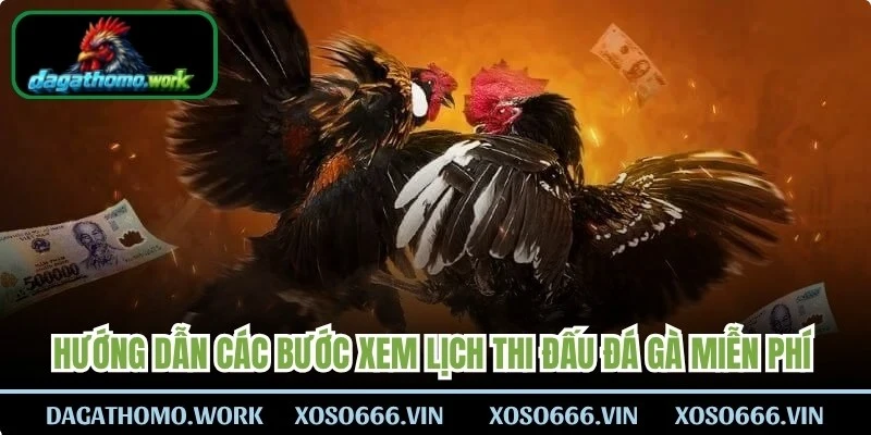 Hướng dẫn các bước xem lịch thi đấu đá gà miễn phí trên website