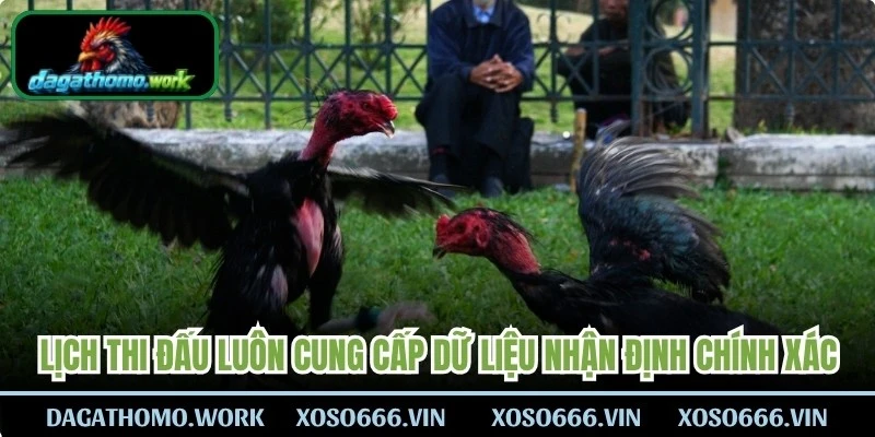 Lịch thi đấu đặc biệt luôn cung cấp dữ liệu nhận định chính xác