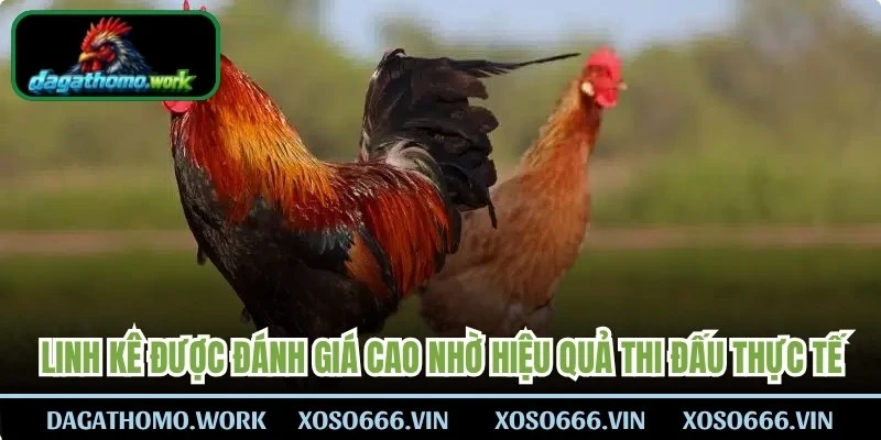 Linh kê được đánh giá cao nhờ hiệu quả thi đấu thực tế