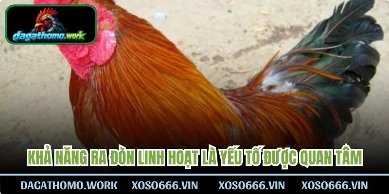 Khả năng ra đòn linh hoạt là yếu tố khiến linh kê là gì được nhiều người quan tâm