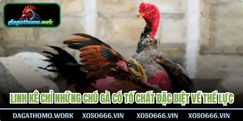 Linh kê chỉ những chú gà có tố chất đặc biệt về thể lực, phản xạ và lối đá