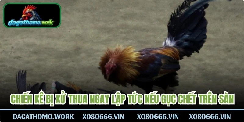 Chiến kê bị xử thua ngay lập tức nếu gục chết trên sàn, bỏ chạy