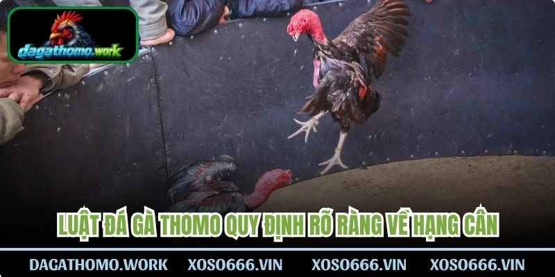 Luật đá gà Thomo quy định rõ ràng về hạng cân, thời gian hiệp đấu