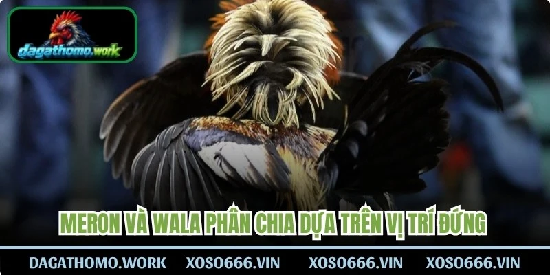 Meron và Wala được phân chia dựa trên vị trí đứng của hai chiến kê trên sàn đấu