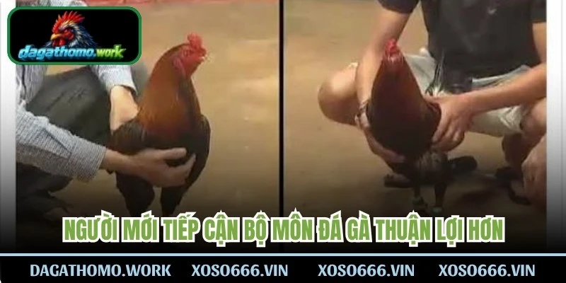 Hiểu đúng Meron Wala là gì sẽ giúp người mới tiếp cận bộ môn đá gà thuận lợi hơn