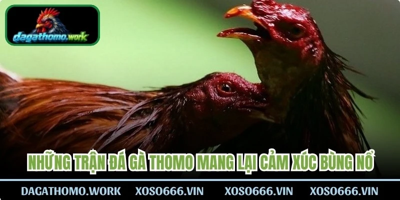 Những trận đá gà Thomo kinh điển luôn mang lại cảm xúc bùng nổ