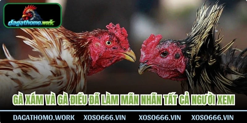 Gà xám và gà điều đặc biệt đã làm mãn nhãn tất cả người xem