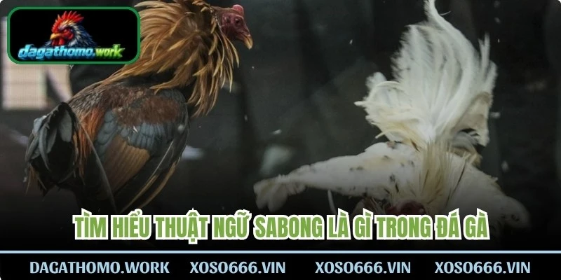Tìm hiểu thuật ngữ sabong là gì trong đá gà