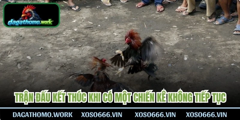 Trận đấu thường kết thúc khi có một chiến kê không còn khả năng tiếp tục