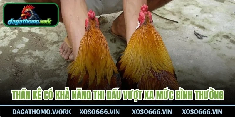 Thần kê như cách gọi gà có khả năng thi đấu vượt xa mức bình thường