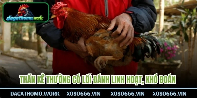 Thần kê thường có lối đánh linh hoạt, khó đoán và biết cách thay đổi linh hoạt