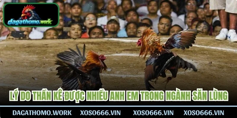 Lý do thần kê luôn được nhiều anh em trong ngành gà chọi săn lùng