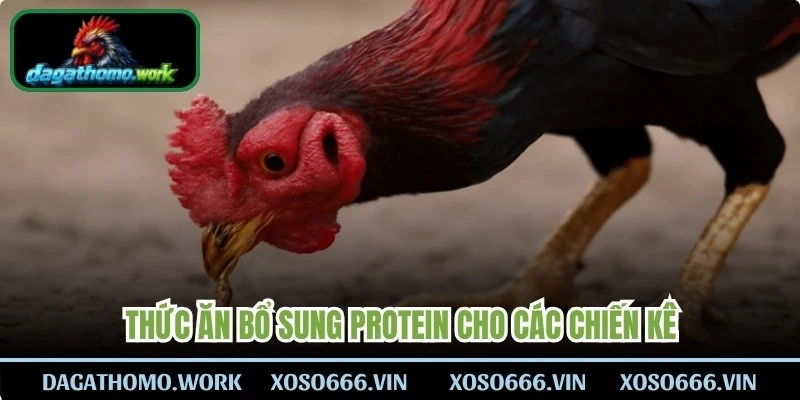 Thức ăn bổ sung Protein cho các chiến kê
