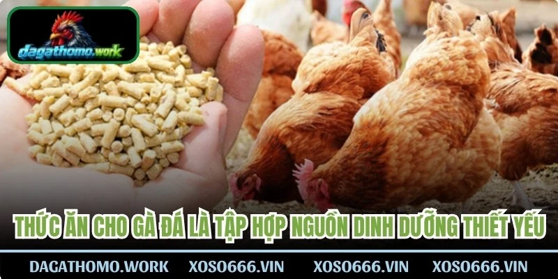 Thức ăn cho gà đá là tập hợp các nguồn dinh dưỡng thiết yếu