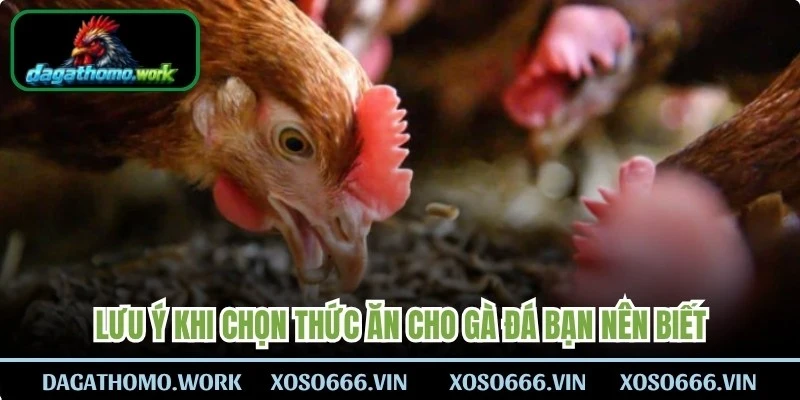 Lưu ý khi chọn thức ăn cho gà đá bạn nên biết