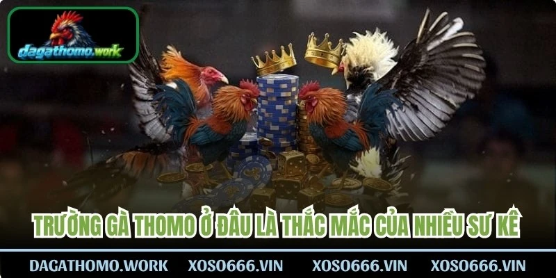 Trường gà Thomo ở đâu là thắc mắc của nhiều sư kê hiện nay