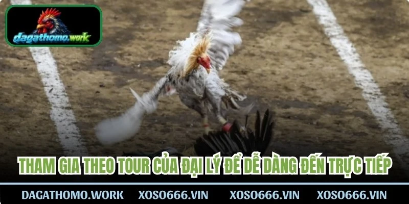 Tham gia theo tour trọn gói của đại lý để dễ dàng đến trực tiếp