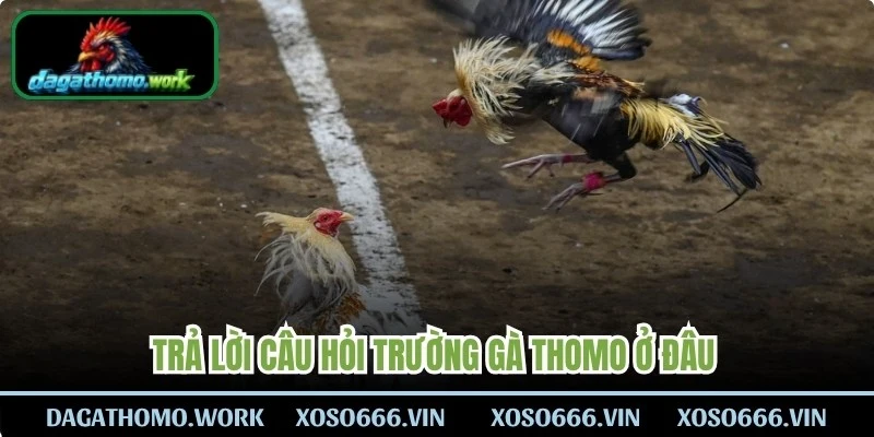 Trả lời câu hỏi trường gà Thomo ở đâu giúp bạn dễ dàng trải nghiệm
