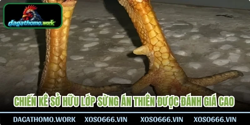 Chiến kê sở hữu lớp sừng án thiên được đánh giá cao về mặt tiềm năng