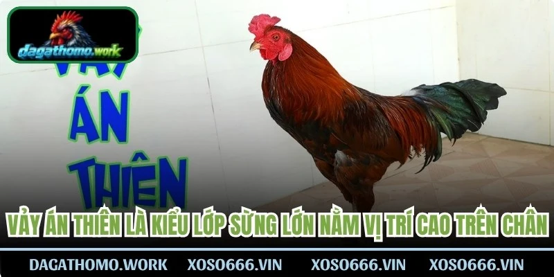 Vảy án thiên là kiểu lớp sừng lớn nằm ở vị trí cao trên chân, ngay sát phần đầu gối
