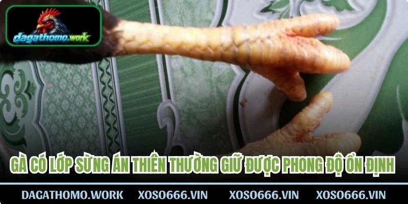 Gà có lớp sừng án thiên thường giữ được phong độ ổn định trong thời gian dài