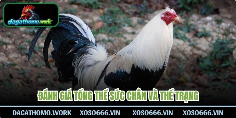 Đánh giá tổng thể sức chân và thể trạng