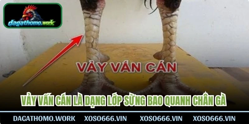 Vảy vấn cán là dạng lớp sừng bao quanh chân gà theo từng vòng liên kết