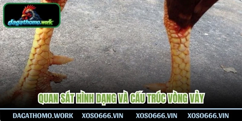Quan sát hình dạng và cấu trúc vòng vảy