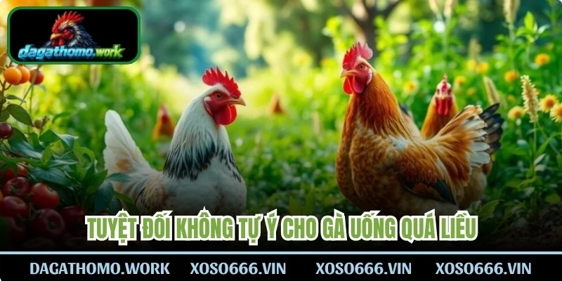 Tuyệt đối không tự ý cho gà uống quá liều