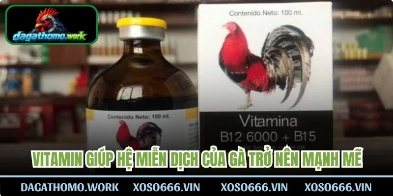Vitamin giúp hệ miễn dịch của gà trở nên mạnh mẽ